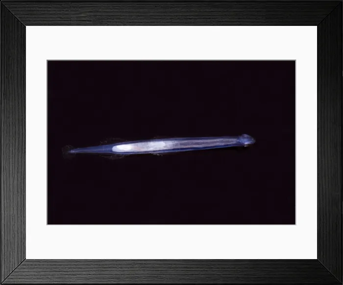 Framed Print : Arrow Worm Framed Print : Arrow Worm