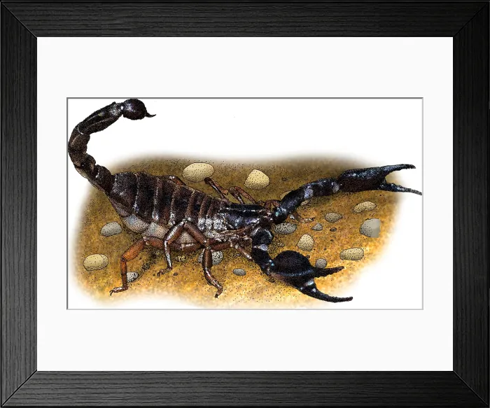 Framed Print : Common black scorpion Framed Print : Common black scorpion