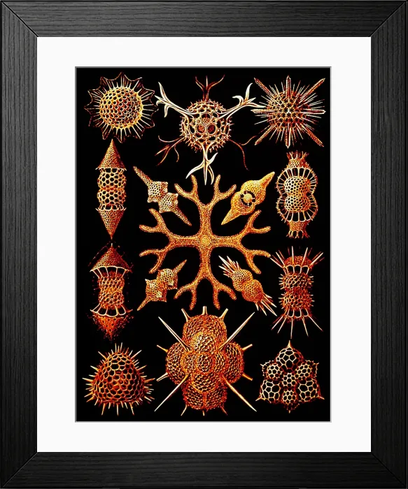 Framed Print : Marine plankton Framed Print : Marine plankton