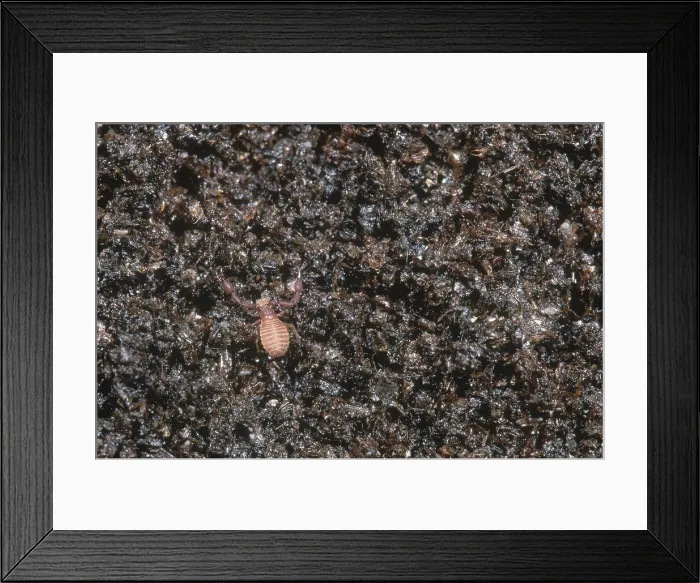 Framed Print : Pseudoscorpion Framed Print : Pseudoscorpion