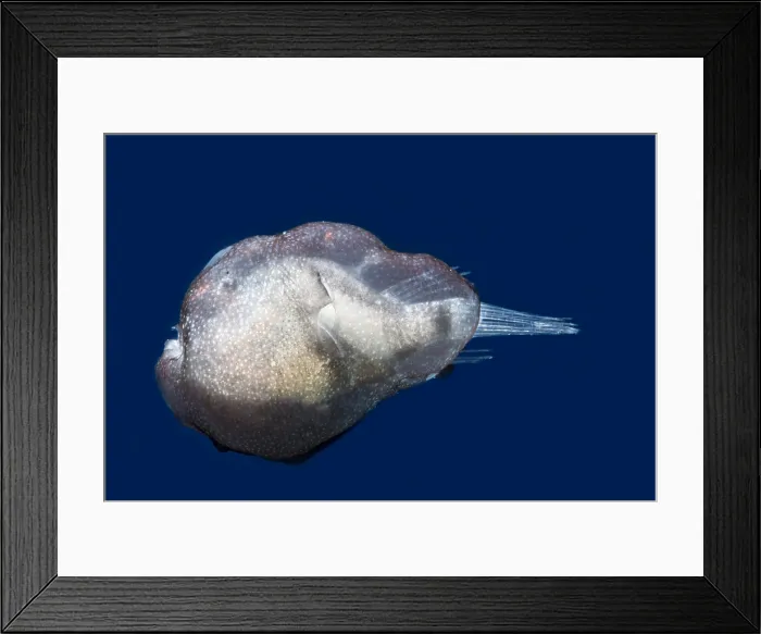 Framed Print : Larval Tripplewart Seadevil female Framed Print : Larval Tripplewart Seadevil female