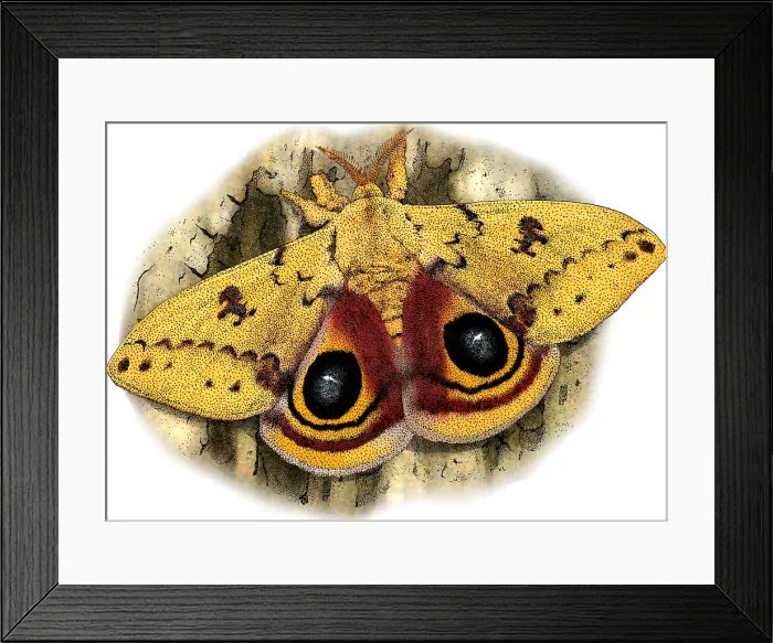 Framed Print : Io Moth, Automeris io, Illustration Framed Print : Io Moth, Automeris io, Illustration