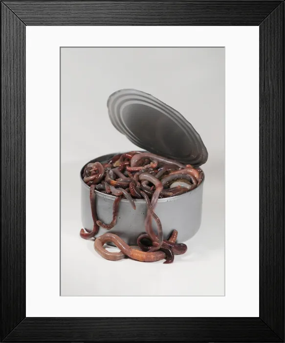 Framed Print : Can of Worms Framed Print : Can of Worms
