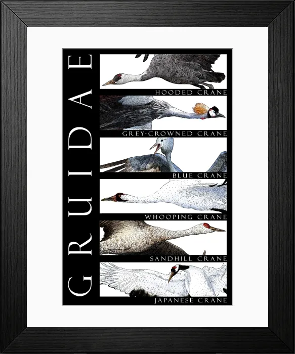 Framed Print : Cranes of the World Framed Print : Cranes of the World