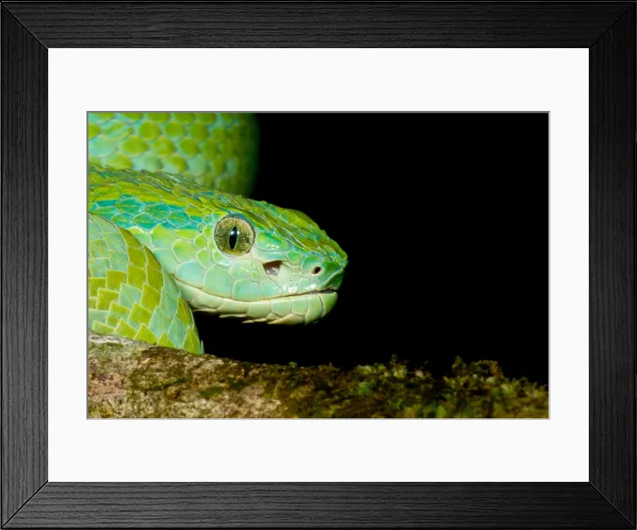 Framed Print : March's Palm Pitviper Framed Print : March's Palm Pitviper