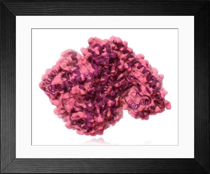 Framed Print : Alanine Transaminase, Molecular Model Framed Print : Alanine Transaminase, Molecular Model