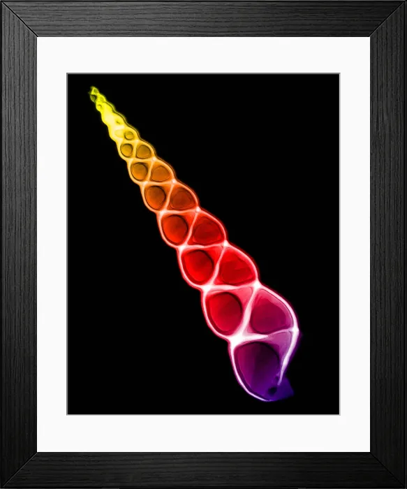 Framed Print : Mollusk Sea Shells, X-ray
