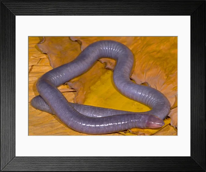 Framed Print : Congo Caecilian Framed Print : Congo Caecilian