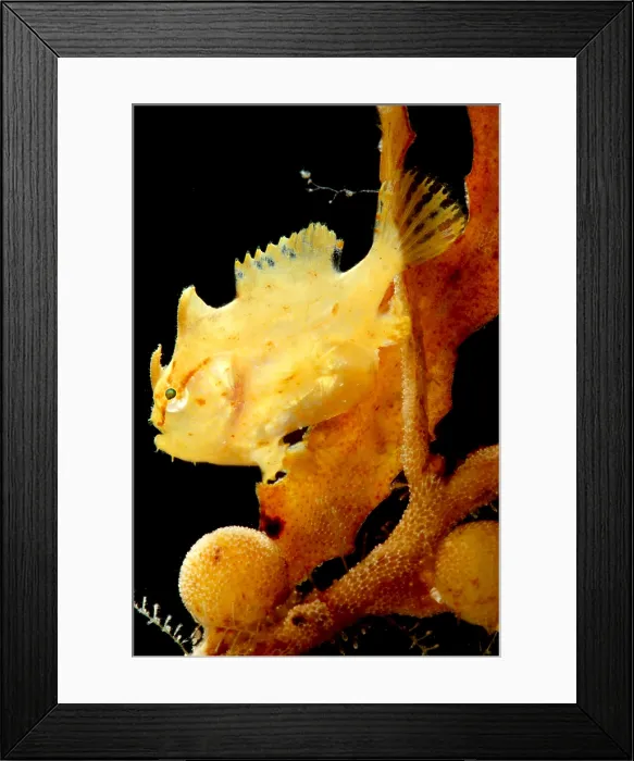 Framed Print : Sargassum Anglerfish Framed Print : Sargassum Anglerfish