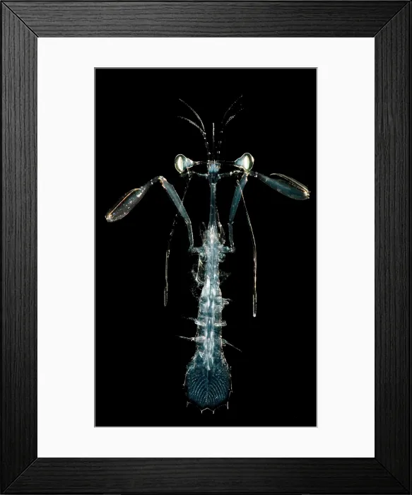 Framed Print : Lobster Larva Framed Print : Lobster Larva