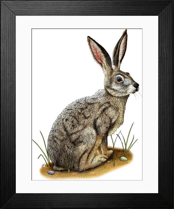 Framed Print : Black-Tailed Jackrabbit