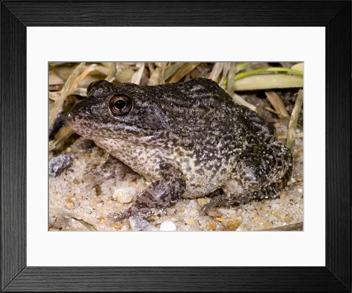 Framed Print : Gopher Frog Framed Print : Gopher Frog