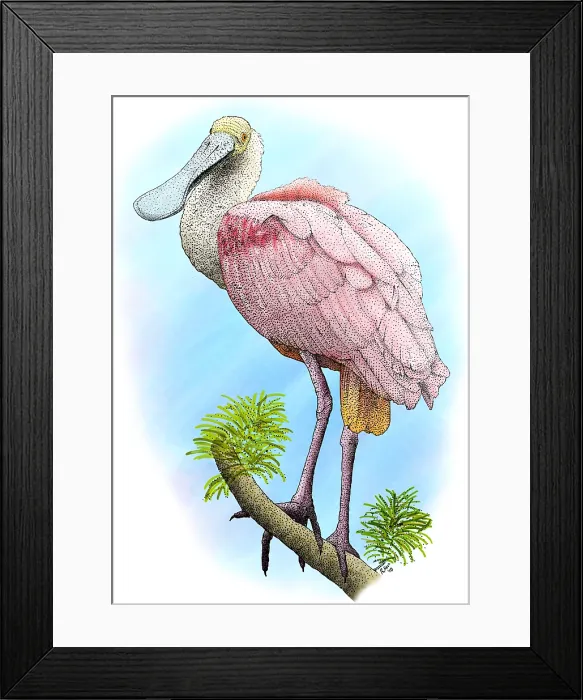Framed Print : Roseate Spoonbill Framed Print : Roseate Spoonbill