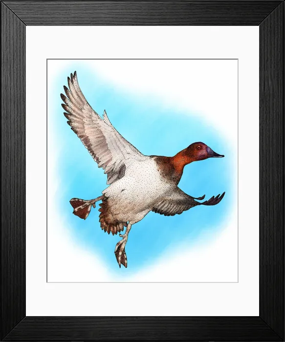 Framed Print : Canvasback duck Framed Print : Canvasback duck