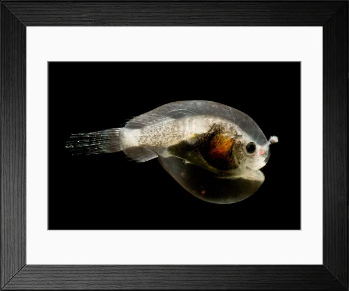 Framed Print : Larval female anglerfish, Oneirodidae Framed Print : Larval female anglerfish, Oneirodidae