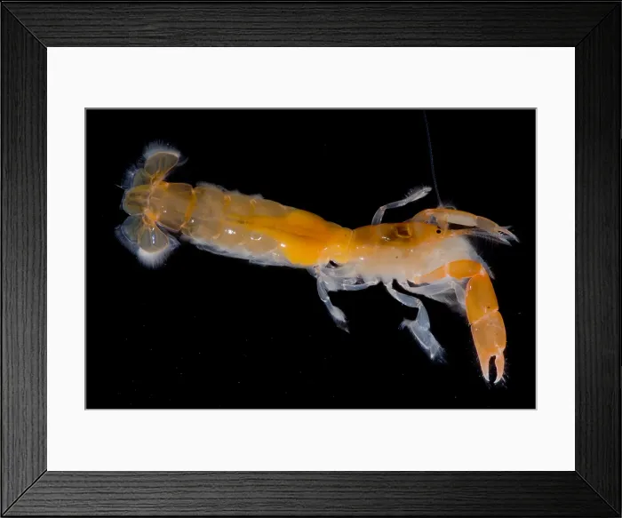 Framed Print : Bay Ghost Shrimp Framed Print : Bay Ghost Shrimp