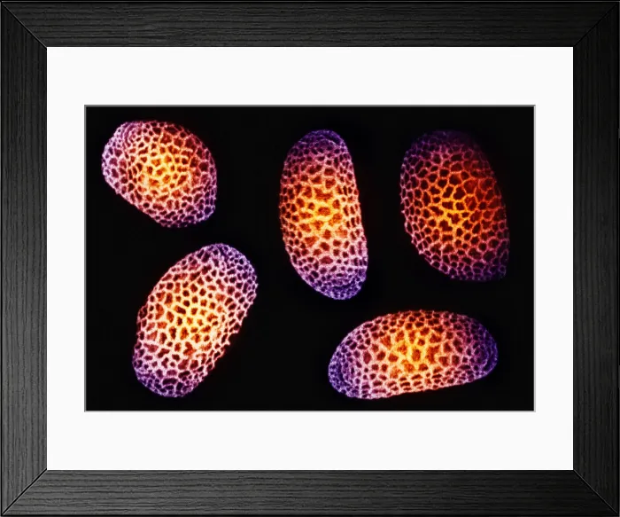 Framed Print : Impatiens Pollen Grains Framed Print : Impatiens Pollen Grains