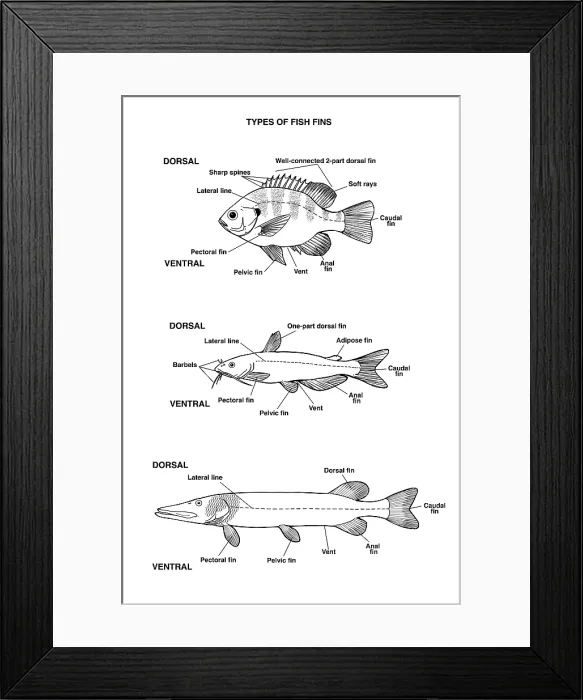 Framed Print : Fish Fin Types, Illustration Framed Print : Fish Fin Types, Illustration