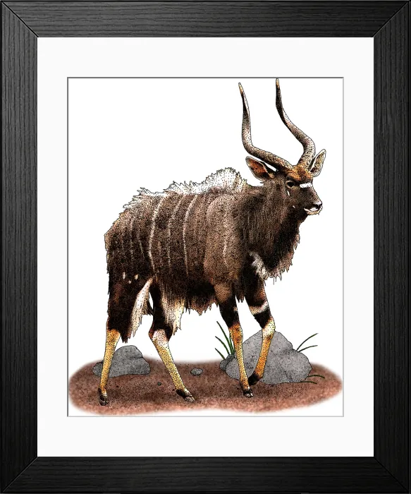 Framed Print : Nyala. Illustration of a Nyala (Tragelaphus angasii) Framed Print : Nyala. Illustration of a Nyala (Tragelaphus angasii)