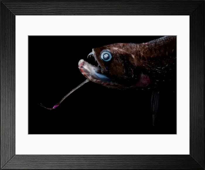 Framed Print : Gunther's Boafish Framed Print : Gunther's Boafish