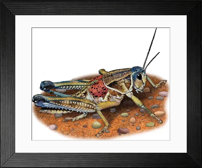 Framed Print : Plains lubber grasshopper Framed Print : Plains lubber grasshopper