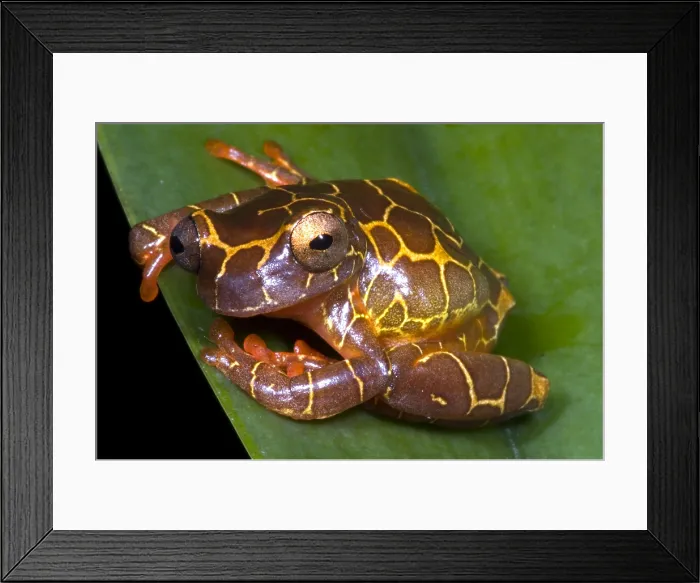 Framed Print : Clown Tree Frog Framed Print : Clown Tree Frog