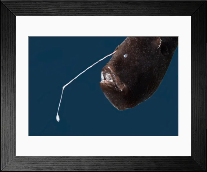 Framed Print : Stargazing Seadevil (Ceratius uranoscopus) Framed Print : Stargazing Seadevil (Ceratius uranoscopus)