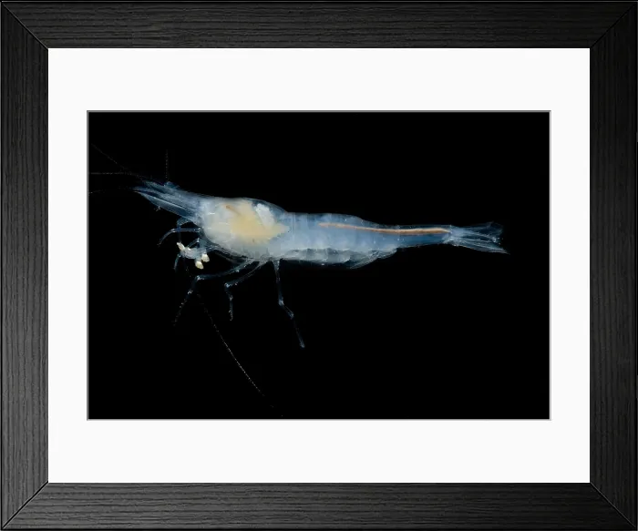 Framed Print : Alabama Cave Shrimp Framed Print : Alabama Cave Shrimp