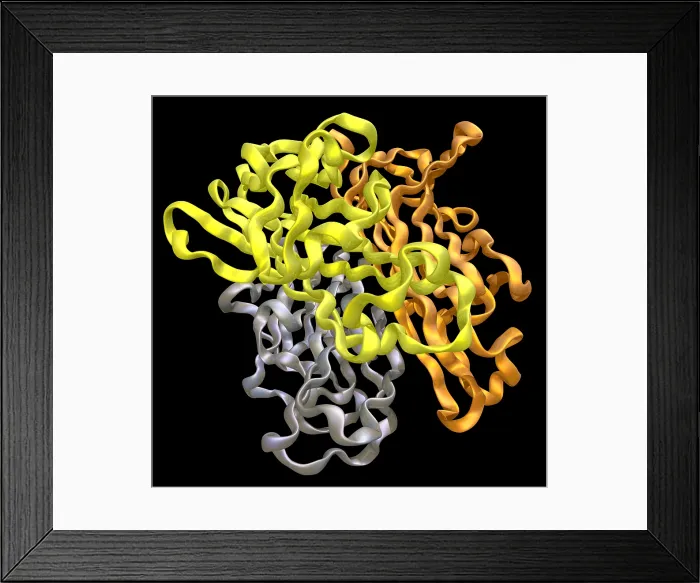 Framed Print : RANKL, Model Framed Print : RANKL, Model