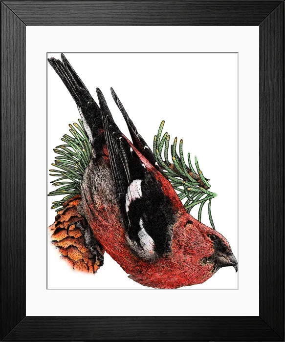 Framed Print : White Winged Crossbill Framed Print : White Winged Crossbill
