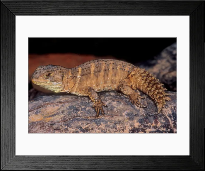 Framed Print : Weapon-tail Lizard Framed Print : Weapon-tail Lizard