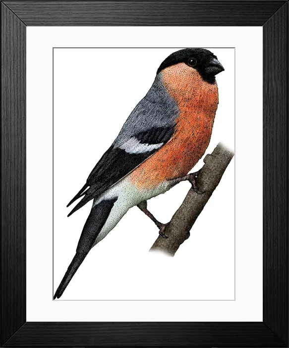 Framed Print : Eurasian Bullfinch Framed Print : Eurasian Bullfinch
