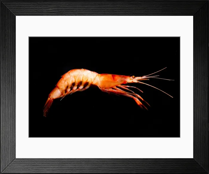 Framed Print : Mesopelagic Crustacean (Pasiphae princeps) Framed Print : Mesopelagic Crustacean (Pasiphae princeps)