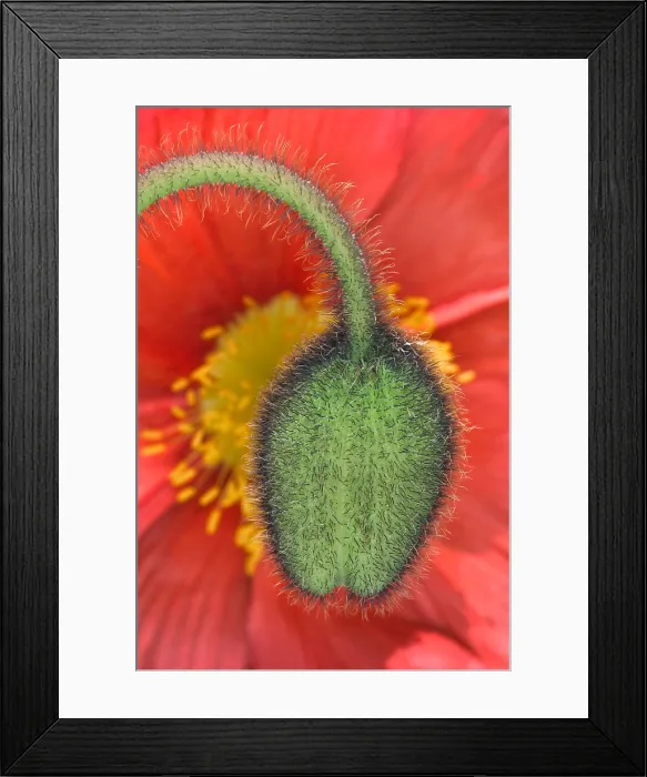 Framed Print : Iceland Poppy Framed Print : Iceland Poppy