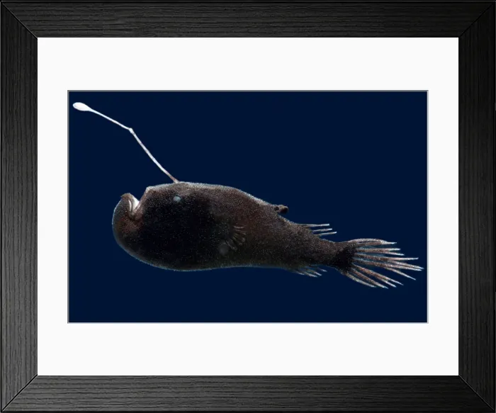 Framed Print : Stargazing Seadevil (Ceratias uranoscopus) Framed Print : Stargazing Seadevil (Ceratias uranoscopus)
