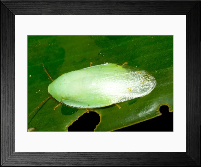 Framed Print : Green Cockroach Framed Print : Green Cockroach