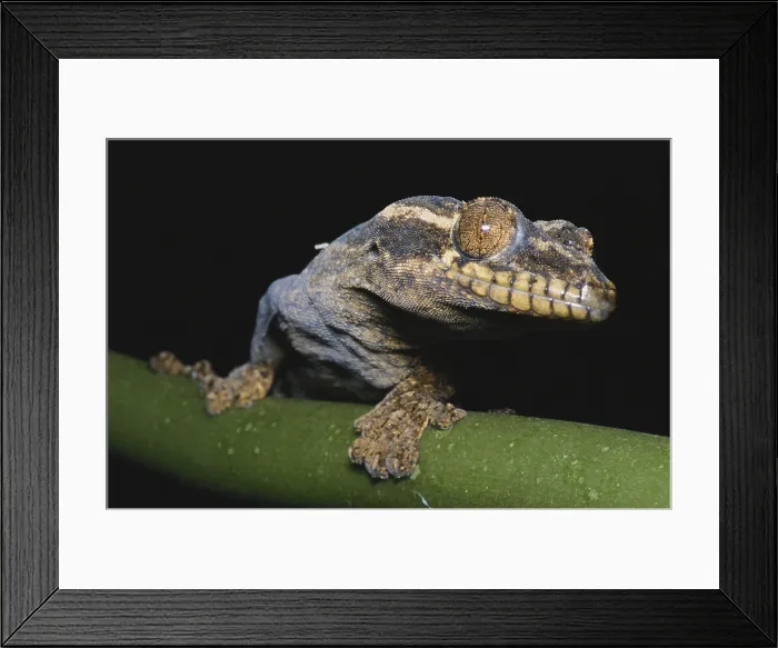 Framed Print : Turnip-tailed Gecko