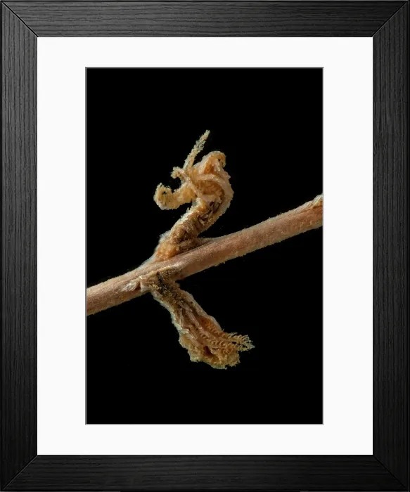 Framed Print : Deep Water Sea Pen