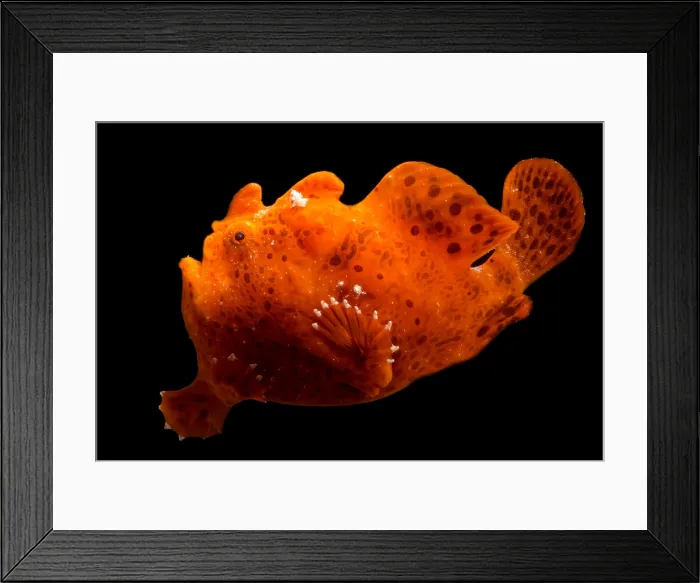 Framed Print : Frogfish, Antennarius sp. are some of the most cryptic predators found Framed Print : Frogfish, Antennarius sp. are some of the most cryptic predators found