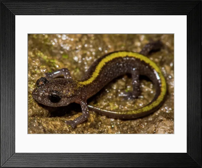 Framed Print : Juvenile Ozark Zig-zag Salamander (Plethodon angusticlavius) Framed Print : Juvenile Ozark Zig-zag Salamander (Plethodon angusticlavius)