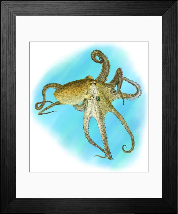 Framed Print : California Two-Spot Octopus Framed Print : California Two-Spot Octopus