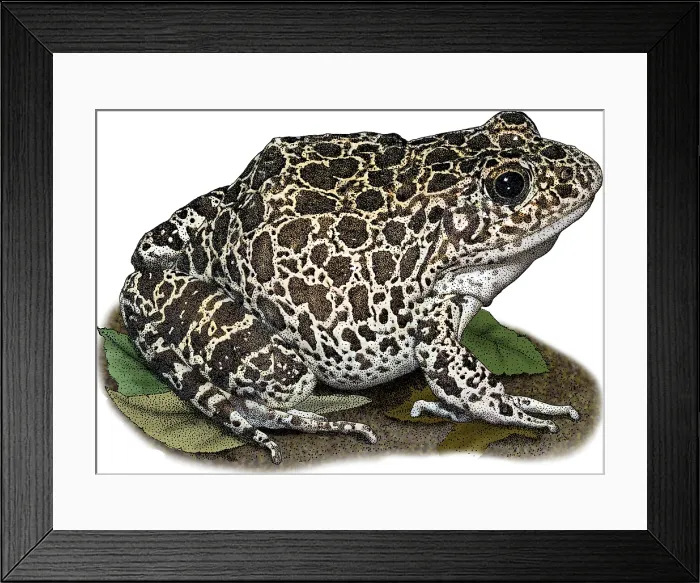 Framed Print : Southern Crawfish Frog, Illustration Framed Print : Southern Crawfish Frog, Illustration