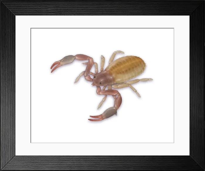 Framed Print : Pseudoscorpion (False Scorpion) Framed Print : Pseudoscorpion (False Scorpion)