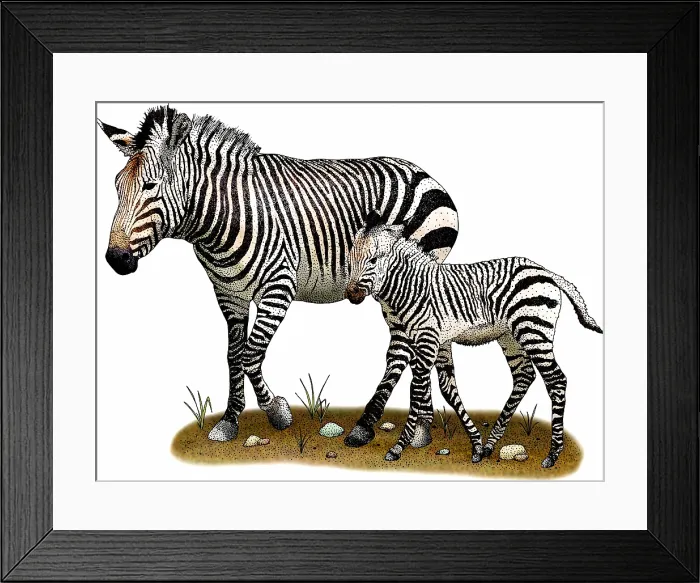 Framed Print : Mountain zebras