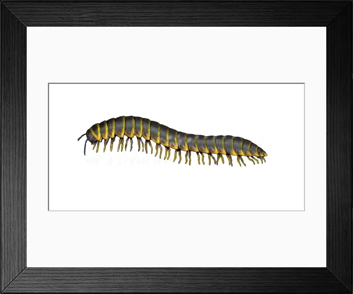 Framed Print : Millipede (Apheloria virginiensis) Framed Print : Millipede (Apheloria virginiensis)