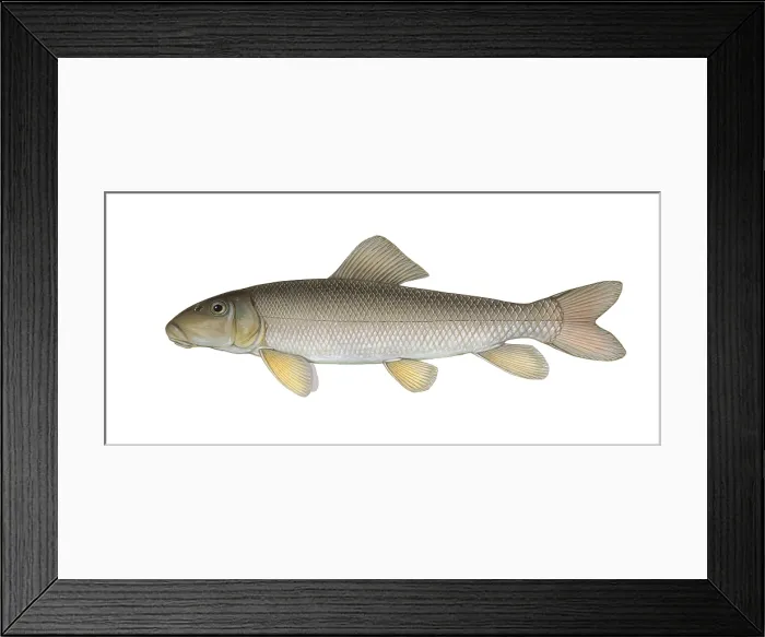 Framed Print : White Sucker Framed Print : White Sucker