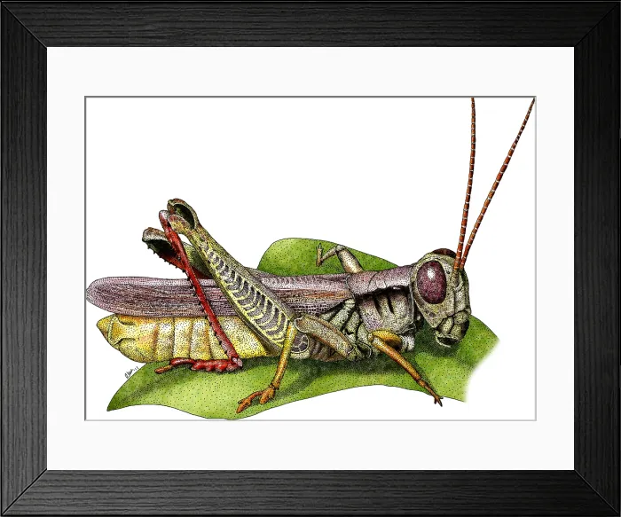 Framed Print : Red-Legged Grasshopper Framed Print : Red-Legged Grasshopper