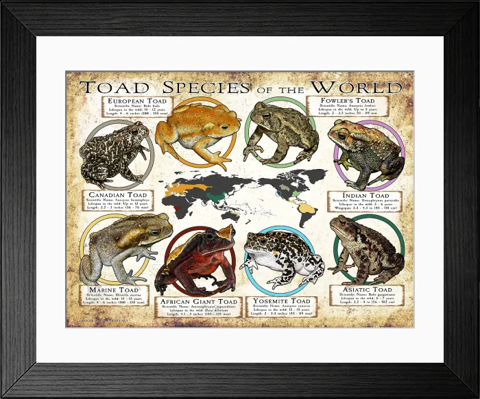 Framed Print : Toad Species of the World Framed Print : Toad Species of the World