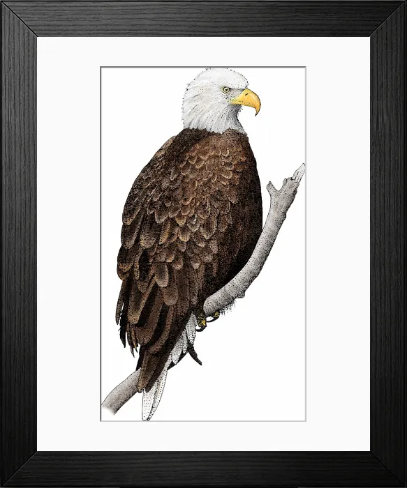 Framed Print : American bald eagle Framed Print : American bald eagle
