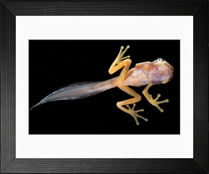 Framed Print : White-eyed Leaf Frog Tadpole Framed Print : White-eyed Leaf Frog Tadpole